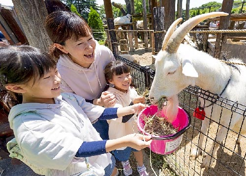 動物餌やり