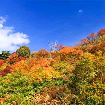 山も紅葉