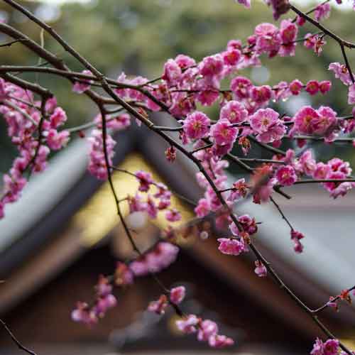 梅の花